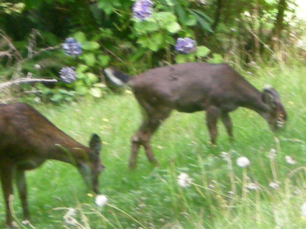 Davis Brook Retreat Bed and Breakfast Sechelt Exteriör bild